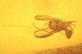 Three Fossil Flies (Diptera) And Ant (Formicidae) In Baltic Amber #109394-3